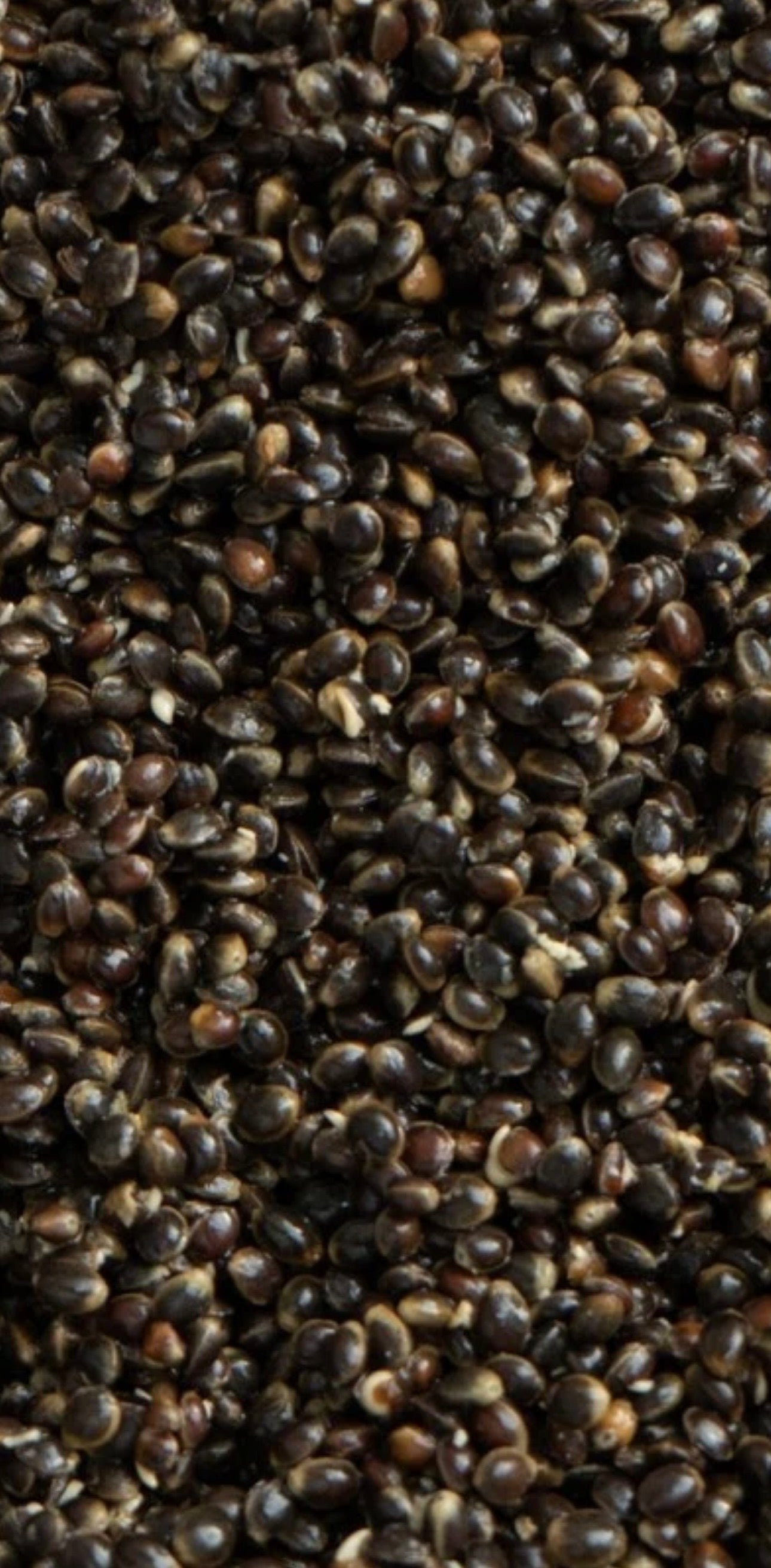 Hanf 1KG Vorgekocht