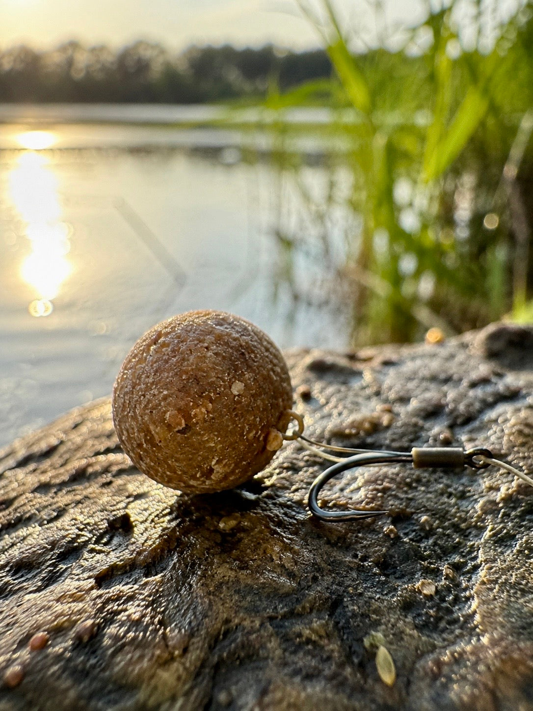 Scopex & Squid Boilies 5kg | 20mm - Karpfenangeln